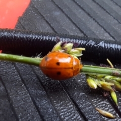 Harmonia octomaculata (Maculate Ladybird Beetle) at Theodore, QLD - 27 Jun 2024 by MB