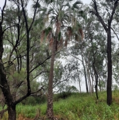 Livistona australis at Theodore, QLD - 27 Jun 2024 by MB