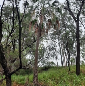 Livistona nitida at Theodore, QLD - 27 Jun 2024