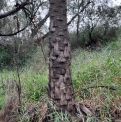 Livistona nitida at Theodore, QLD - suppressed