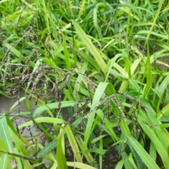 Unidentified Rush, Sedge or Mat Rush at Theodore, QLD - 27 Jun 2024 by MB