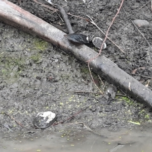 Velesunio ambiguus at Theodore, QLD - 27 Jun 2024 02:14 PM
