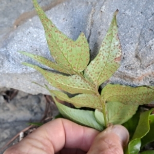 Cyrtomium falcatum at Murramarang National Park - 27 Jun 2024