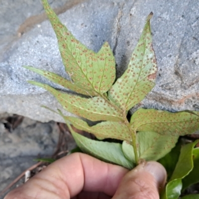 Cyrtomium falcatum (Holly Fern) at Murramarang National Park - 27 Jun 2024 by Berno