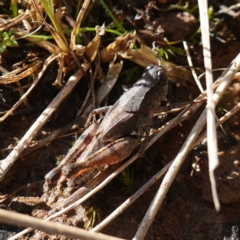 Phaulacridium vittatum (Wingless Grasshopper) at Souths TSR on Mountain Ash Road - 18 Jun 2024 by RobG1