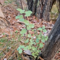 Pittosporum tenuifolium (Kohuhu) at Isaacs Ridge - 27 Jun 2024 by Mike