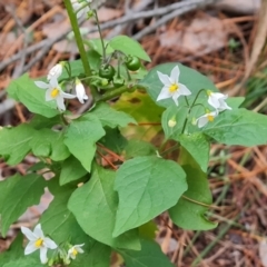 Solanum nigrum (Black Nightshade) at Isaacs Ridge and Nearby - 27 Jun 2024 by Mike