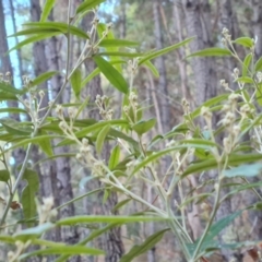 Olearia lirata (Snowy Daisybush) at Isaacs Ridge - 27 Jun 2024 by Mike