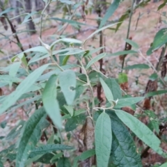 Olearia lirata at Isaacs Ridge and Nearby - 27 Jun 2024