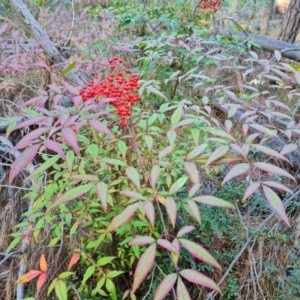 Nandina domestica at Isaacs Ridge and Nearby - 27 Jun 2024