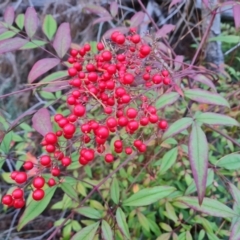 Nandina domestica at Isaacs Ridge and Nearby - 27 Jun 2024