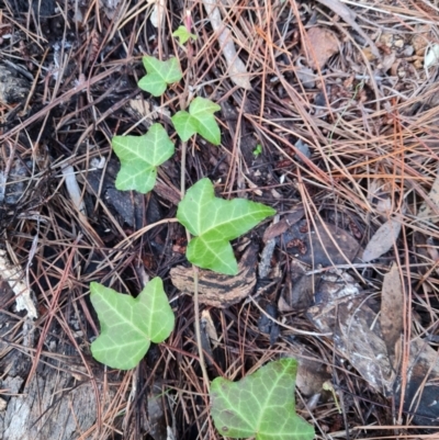 Hedera hibernica (Ivy) at Isaacs Ridge - 27 Jun 2024 by Mike