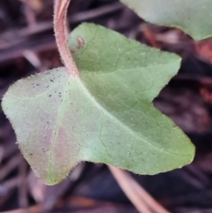 Hedera hibernica at Isaacs Ridge - 27 Jun 2024 03:47 PM