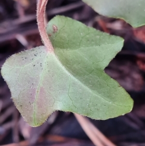 Hedera hibernica at Isaacs Ridge - 27 Jun 2024 03:47 PM