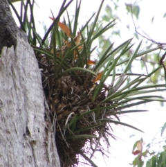 Cymbidium canaliculatum (Tiger Orchid) at Theodore, QLD - 27 Jun 2024 by MB