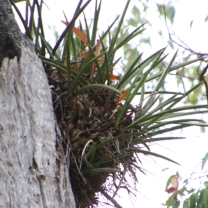 Cymbidium canaliculatum at Theodore, QLD - 27 Jun 2024