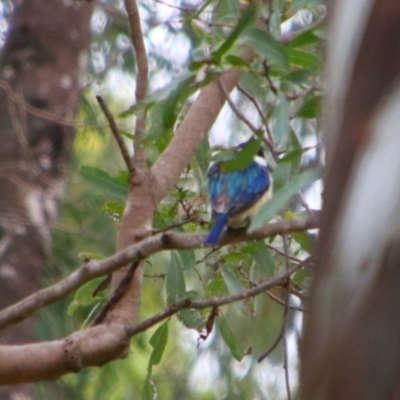 Todiramphus macleayii (Forest Kingfisher) at Theodore, QLD - 27 Jun 2024 by MB