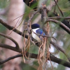 Todiramphus macleayii at Theodore, QLD - 27 Jun 2024 01:38 PM