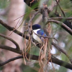 Todiramphus macleayii at Theodore, QLD - 27 Jun 2024