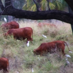 Bubulcus coromandus (Eastern Cattle Egret) at Isla, QLD - 27 Jun 2024 by MB