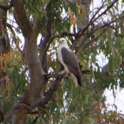 Haliaeetus leucogaster (White-bellied Sea-Eagle) at Theodore, QLD - 27 Jun 2024 by MB
