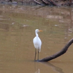 Ardea alba (Great Egret) at Theodore, QLD - 27 Jun 2024 by MB