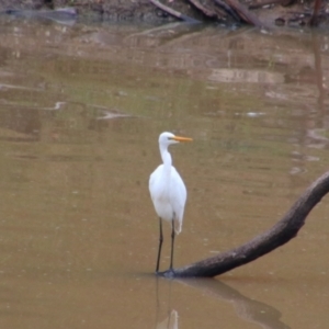 Ardea alba at Theodore, QLD - 27 Jun 2024