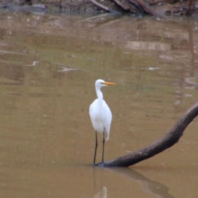 Ardea alba (Great Egret) at Theodore, QLD - 27 Jun 2024 by MB