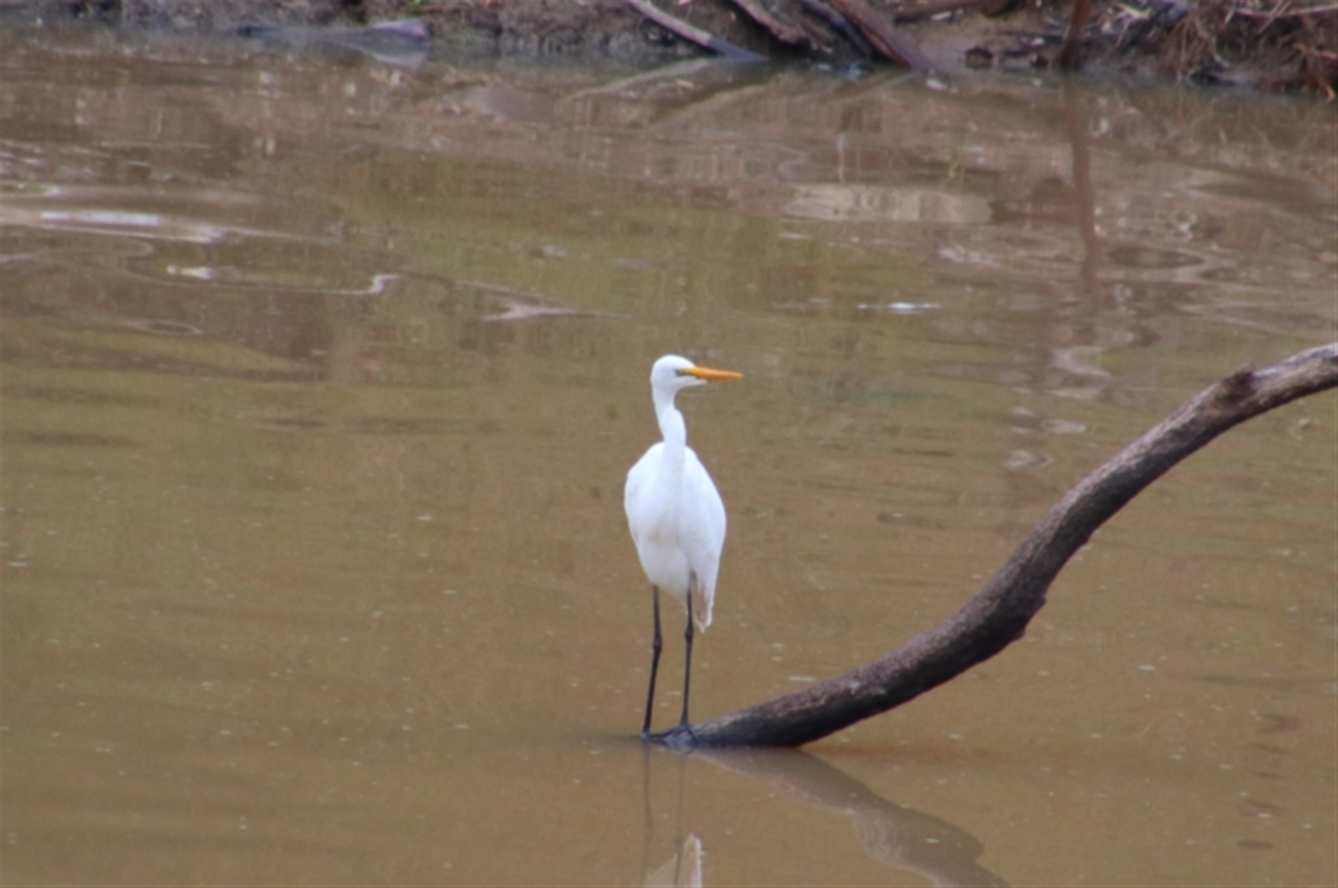 Ardea alba at Theodore, QLD - 27 Jun 2024 03:28 PM
