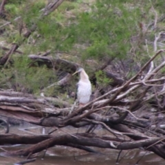 Anhinga novaehollandiae (Australasian Darter) at Theodore, QLD - 27 Jun 2024 by MB