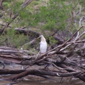 Anhinga novaehollandiae at Theodore, QLD - 27 Jun 2024 03:29 PM