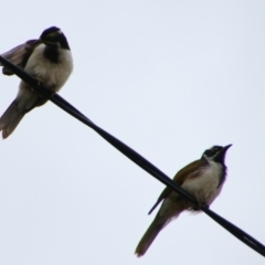 Entomyzon cyanotis (Blue-faced Honeyeater) at Theodore, QLD - 27 Jun 2024 by MB