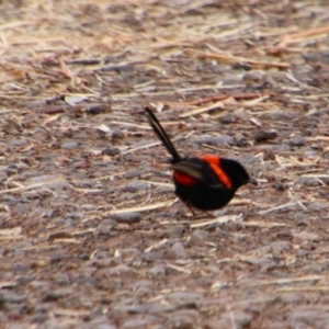 Malurus melanocephalus at Theodore, QLD - 27 Jun 2024 02:50 PM