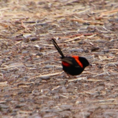 Malurus melanocephalus (Red-backed Fairywren) at Theodore, QLD - 27 Jun 2024 by MB