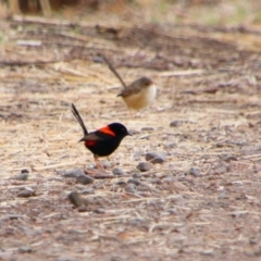 Malurus melanocephalus at Theodore, QLD - 27 Jun 2024