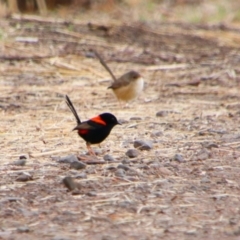 Malurus melanocephalus at Theodore, QLD - 27 Jun 2024 02:50 PM