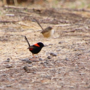 Malurus melanocephalus at Theodore, QLD - 27 Jun 2024