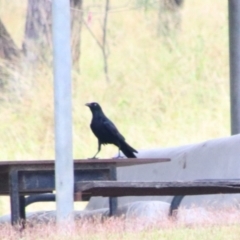 Corvus orru (Torresian Crow) at Theodore, QLD - 27 Jun 2024 by MB