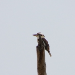 Dacelo novaeguineae at Isla, QLD - 27 Jun 2024 02:36 PM