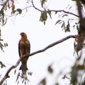 Haliastur sphenurus at Lonesome Creek, QLD - 27 Jun 2024