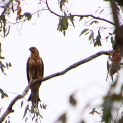 Haliastur sphenurus (Whistling Kite) at Lonesome Creek, QLD - 27 Jun 2024 by MB