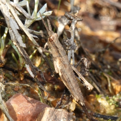 Coryphistes ruricola (Bark-mimicking Grasshopper) at Souths TSR on Mountain Ash Road - 18 Jun 2024 by RobG1