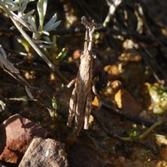 Coryphistes ruricola at Souths TSR on Mountain Ash Road - 18 Jun 2024