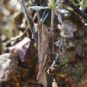 Coryphistes ruricola at Souths TSR on Mountain Ash Road - 18 Jun 2024