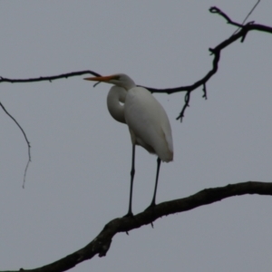 Ardea alba at Theodore, QLD - 27 Jun 2024