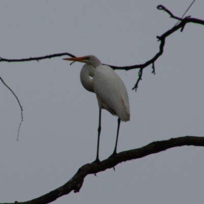 Ardea alba (Great Egret) at Theodore, QLD - 27 Jun 2024 by MB