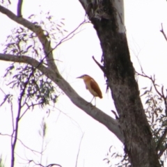 Nycticorax caledonicus (Nankeen Night-Heron) at Theodore, QLD - 27 Jun 2024 by MB