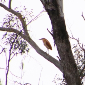 Nycticorax caledonicus at Theodore, QLD - 27 Jun 2024