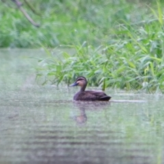 Anas superciliosa (Pacific Black Duck) at Theodore, QLD - 27 Jun 2024 by MB