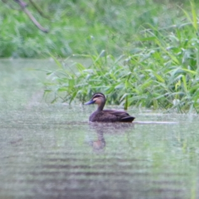 Anas superciliosa (Pacific Black Duck) at Theodore, QLD - 27 Jun 2024 by MB